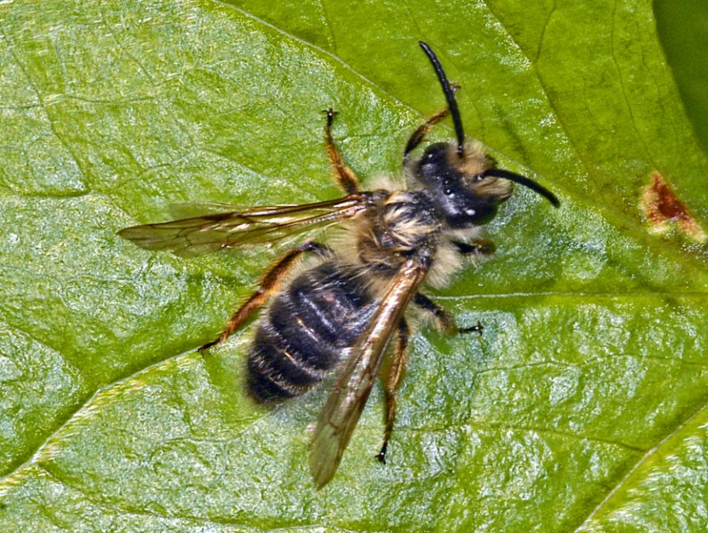 Piccolo imenottero peloso: Andrena sp. (Apidae Andreninae)